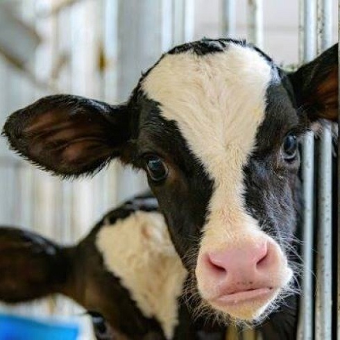 Deli Dana Hastalığı Neden Olur?