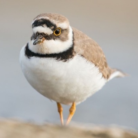 Hayvanlar Neden Göç Eder?