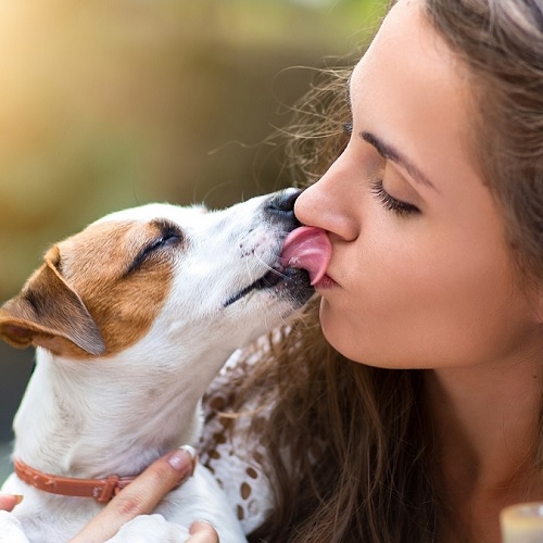 Köpekler Sahiplerini Neden Yalarlar?