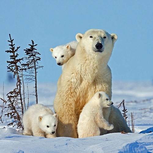 Kutup ayıları neden beyazdır?