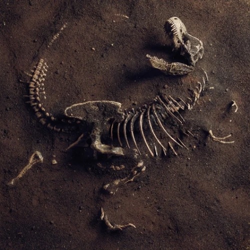 Niye Niçin Fosiller taşlarda bulunur