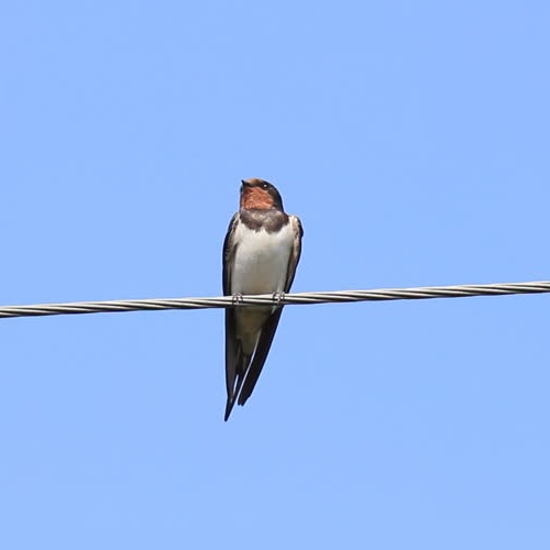 Niye Niçin Kuşlar elektrik tellerine konduklarında çarpılmaz
