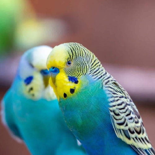 Niye Niçin Muhabbet Kuşları Gagalarını Birbirine Sürter