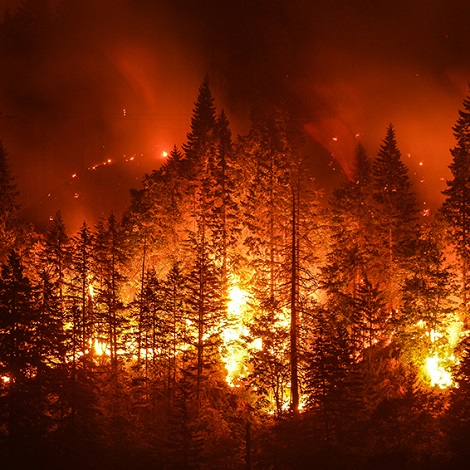 Niye Niçin Orman Yangını Olur