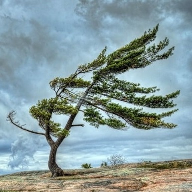 Niye Niçin Rüzgar Eser