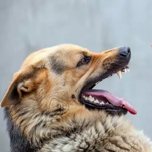 Kuduz Sudan Korkar Sebebi Nedir