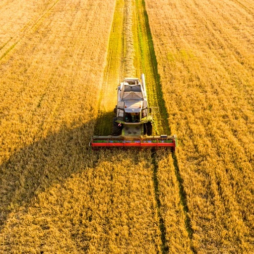 Tarım Bitti Sebebi Nedir